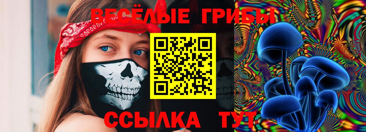 Галлюциногенные грибы Psilocybe  Вход с VPN  купить наркотики цена  Шадринск 